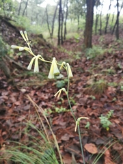 Polianthes zapopanensis