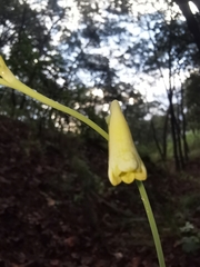 Polianthes zapopanensis