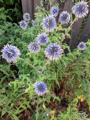 Echinops ritro