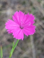 Dianthus carthusianorum