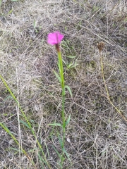Dianthus carthusianorum