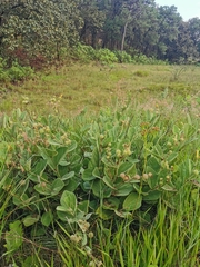 Triumfetta polyandra