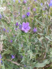 Echium vulgare