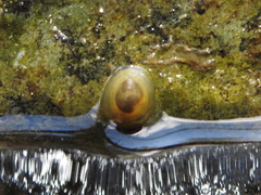 Ancylus fluviatilis