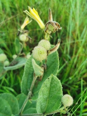 Triumfetta polyandra