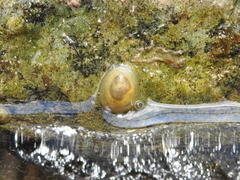 Ancylus fluviatilis