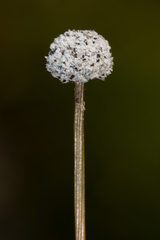 Eriocaulon aquaticum
