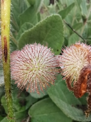 Triumfetta polyandra