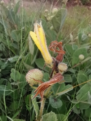 Triumfetta polyandra