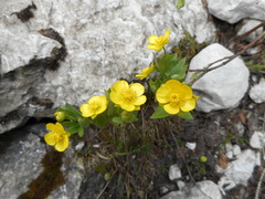 Ranunculus hybridus
