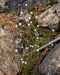 Eriocaulon aquaticum