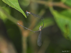 Prodasineura verticalis