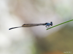 Prodasineura collaris