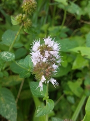Mentha aquatica