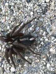 Araneae