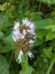 Mentha aquatica