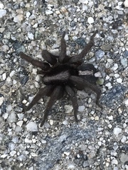 Araneae
