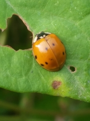 Harmonia axyridis