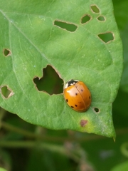 Harmonia axyridis