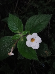 Achimenes occidentalis