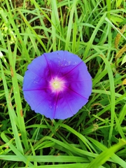 Ipomoea laeta