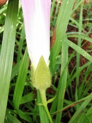 Ipomoea laeta