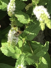 Apis mellifera