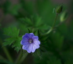 Geranium bohemicum