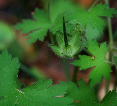 Geranium bohemicum