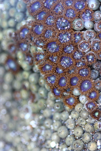 Zoanthus sansibaricus