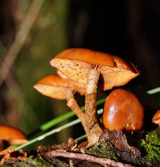 Galerina patagonica