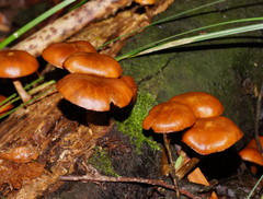 Galerina patagonica