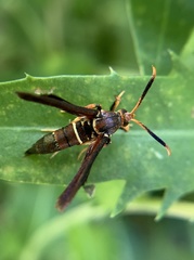 Vitacea scepsiformis