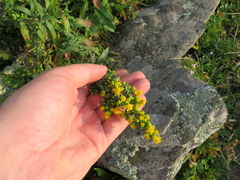 Solidago randii