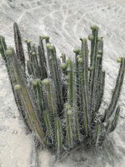Corryocactus brachypetalus