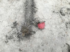 Haageocereus decumbens