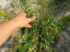 Solidago randii