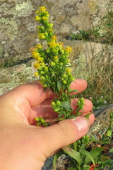 Solidago randii