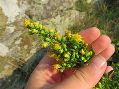 Solidago randii