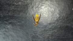 Parachartergus colobopterus