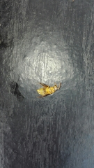 Parachartergus colobopterus