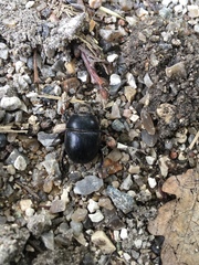 Geotrupes stercorarius