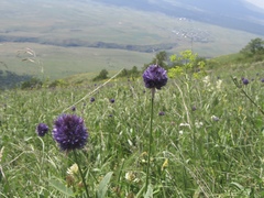 Allium aucheri