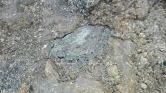 Rhinella humboldti