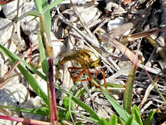 Diogmites angustipennis