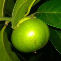 Diospyros nigra
