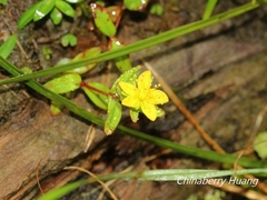 Hypericum taihezanense