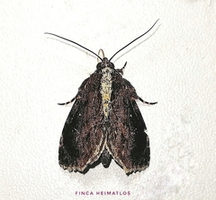 Drobeta