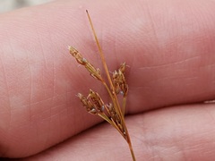 Bulbostylis ciliatifolia