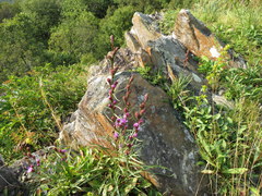 Liatris helleri
